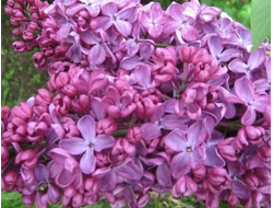 Сирень обыкновенная Заря Коммунизма, C5