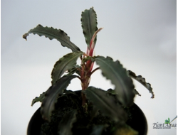 Bucephalandra green wavy