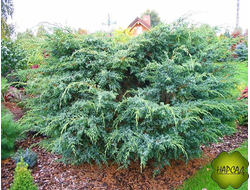 МОЖЖЕВЕЛЬНИК "МЕЙЕРИ" (саженец 30 см)