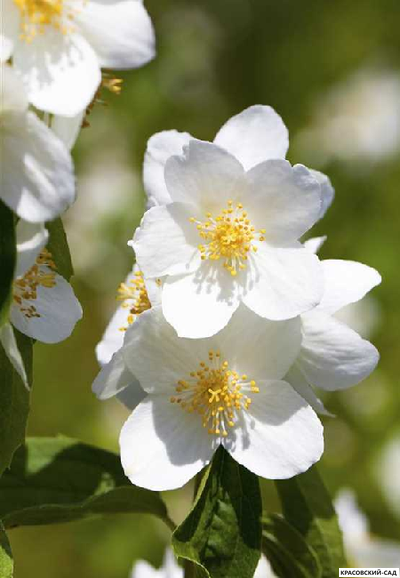 Чубушник гибридный Girandole - фото цветков крупным планом - красовский-сад.рф