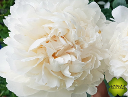 ПИОН "КЛАСС АКТ"