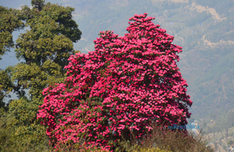 Рододендрон древесный (Rhododendron anthopogon), цветки, 10 г - 100% натуральное эфирное масло
