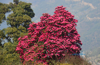 Рододендрон древесный (Rhododendron anthopogon), цветки, 5 г - 100% натуральное эфирное масло