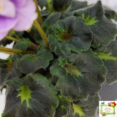 Fay's Madeleine (F. Wagman) 12/22/2008 (гёрл-лист)