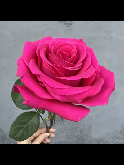 Роза Эквадор розовая