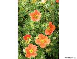 Лапчатка кустарниковая Ред Эйс Купить Саженцы в Москве