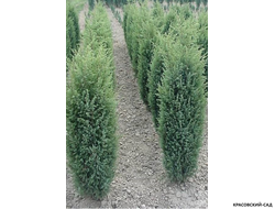 Можжевельник Хиберника - Hibernica