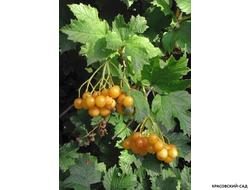 Калина Ксантокарпум - фото ягод - красовский-сад.рф