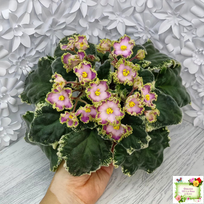 НД-Вербена (Н. Данилова-Суворова) 2021 г.