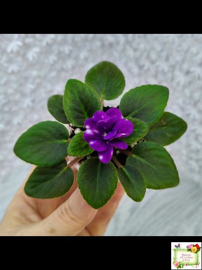 Hunter's Primal Scream (K.Muzalewski) (сорт стартер)