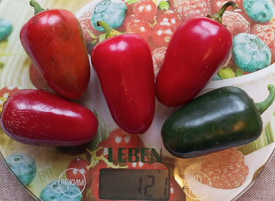 Перец острый  Black Maroccan Jalapeno