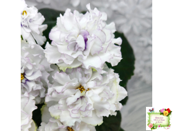 РМ-Прекрасный Жемчуг (Н. Скорнякова) 2022 г.