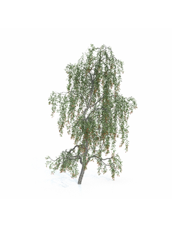 плодовые Дереза 10