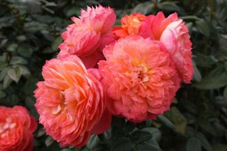 Куин оф хартс (Королева сердца(Queen of Hearts )Kordes