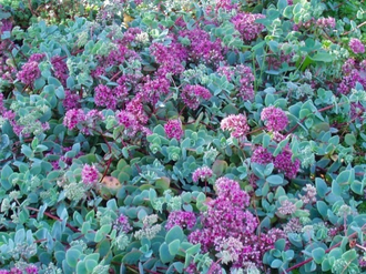 Седум Эверса - Sedum ewersii, Hylotelephium ewersii, Очиток Эверса, Очиток Еверса, очиток скальный