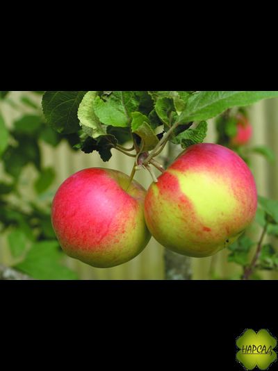 Яблоня "День победы" (триплоидная, лежкие до марта!) Саженец 2 года