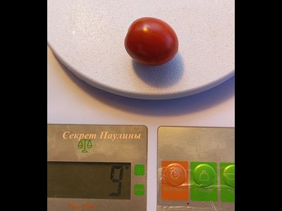 Томат Секрет Паулины (Paulinas Secret)