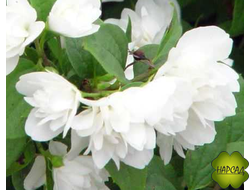 Чубушник (Жасмин) "ГОРНОСТАЕВА МАНТИЯ" саженец 40 см