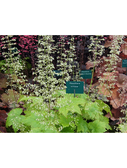 Гейхера мохнатая Чантилли