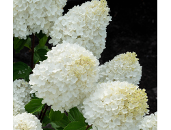 Гортензия метельчатая Шуга Раш (Sugar Rush), 2.0 л