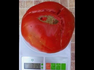 Томат Купец молодец