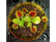 Dionaea muscipula Cupped trap