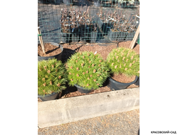 Сосна Мари Брегон - Marie Bregeon