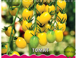 Томат "ЛУННЫЙ ФОНТАН" F1, (очень ранний, фруктовый вкус,  черри 20 г, 1,8 м)