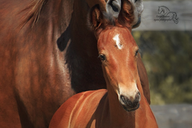 Выращивание и воспитание молодой лошади (от 6мес)