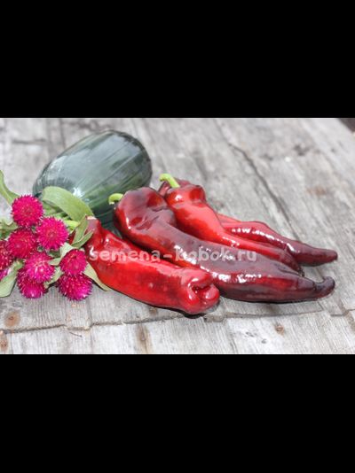 Перец сладкий Marconi Purple (Маркони фиолетовый), 10 шт.