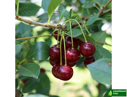 Вишня "Гномик"