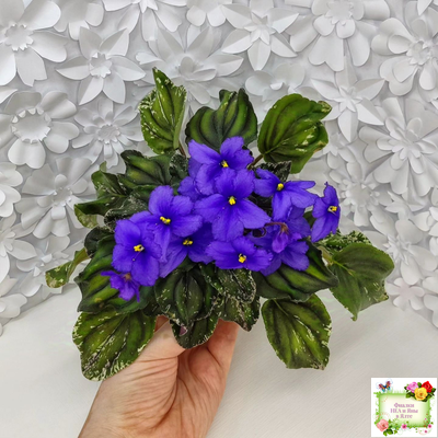 LV-БИГ (Л. Шевелева) 2024 г. трейлер (пасынок сорт посажен 15.08.25)