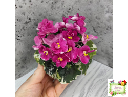 ЛЕ-Фруктовая Мармеладка (Е.Лебецкая) 2017 г. (лист укоренённый)