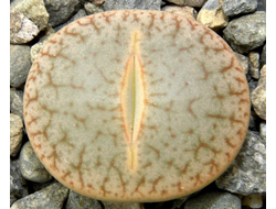 Lithops pseudotruncatella ssp.dendritica (syn.pulmonuncula) C071