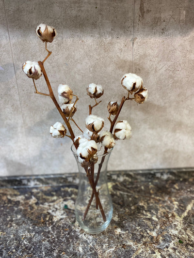 Хлопок в вазе