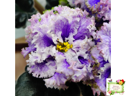 БР-Зимняя Метель (С. и Н. Буркацкие) 2021 г.