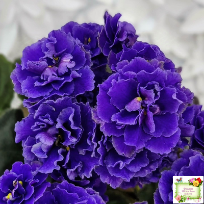 Blue Scoundrel (P.Sorano/LLG) 04/09/2012