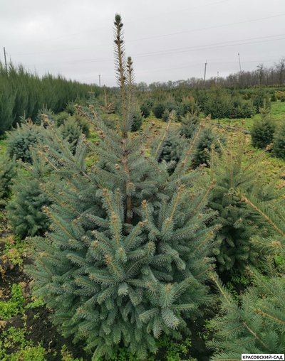 Ель Глаука - Glauca