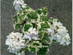 Пеларгония Mont Blanc