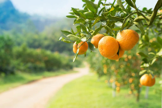 Апельсин сладкий (Citrus sinensis) (дистил) Индия 30 мл - 100% натуральное эфирное масло