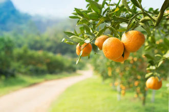 Апельсин сладкий Citrus sinensis (цедра) Египет, 5 мл - 100% натуральное эфирное масло