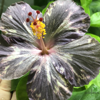 Гибискус NMMA Dracula's Fiancee