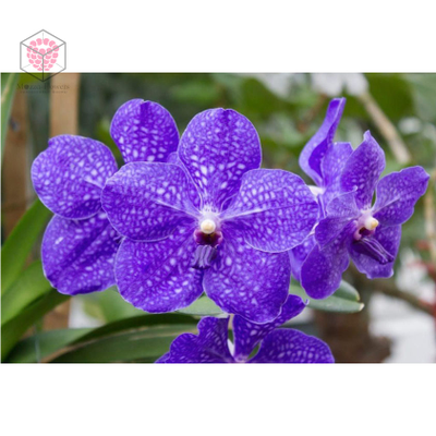 Набор вайнеров и каттеров "Орхидея Ванда"