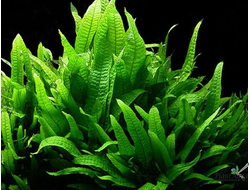 Папоротник тайландский