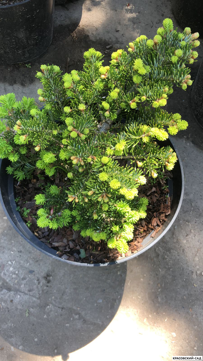 Пихта Дискус - Discus