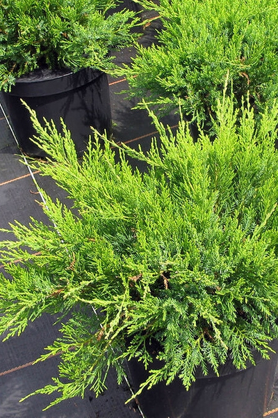 Бонсай Можжевельник средний Mint Julep