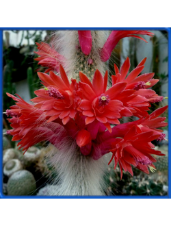 Hildewintera colademononis