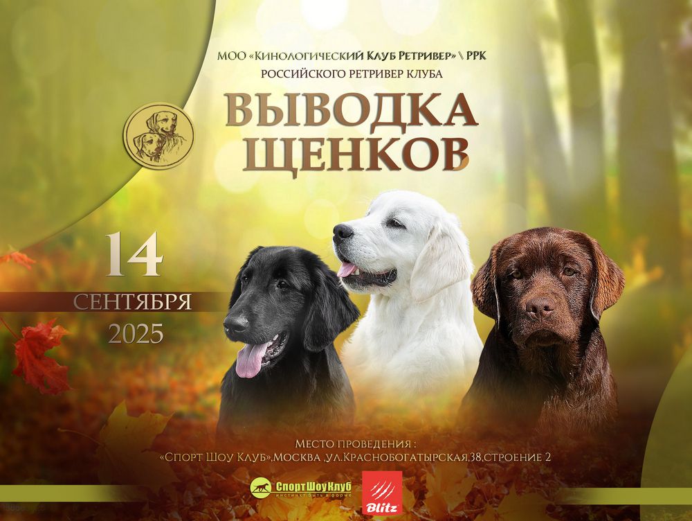 Выводка щенков голден ретривера