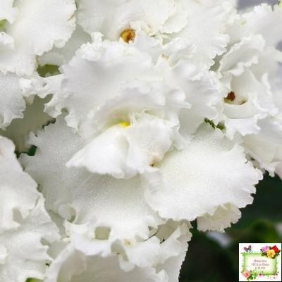 ML-Облако в Горах (Miniviolets Lux) 2022 г. (лист посажен 25.01.26)