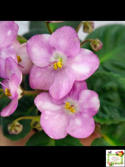 Heinz's Bubbles (H.Dornbusch) (лист посажен 30.01.26)